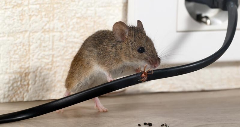 Μυοκτονίες